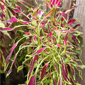 Coleus 'The Fume'